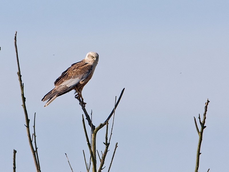 Circus aeruginosus Bruine Kiekendief Marsh Harrier